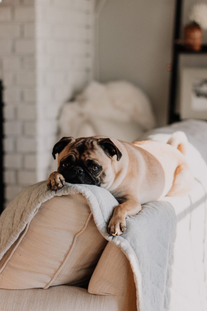 Pug dog laying on the back of a couch